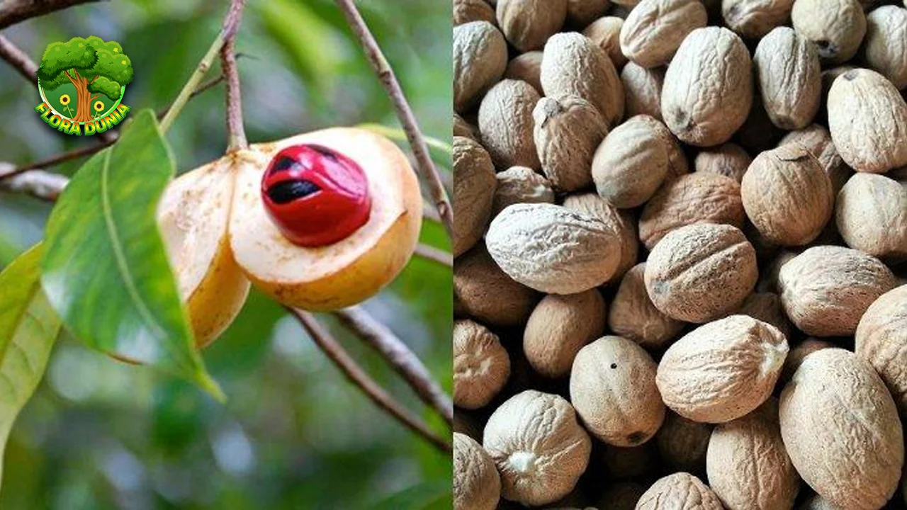 Tumbuhan Pala Tersembunyi dari 77 Kepulauan Rempah