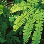 Tumbuhan Suplir Juga Baru Jadi 1 Obat Alami, Lho!