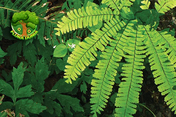 Tumbuhan Suplir Juga Baru Jadi 1 Obat Alami, Lho!