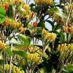 Cengkeh Aroma Timur Memikat Warisan 1985!