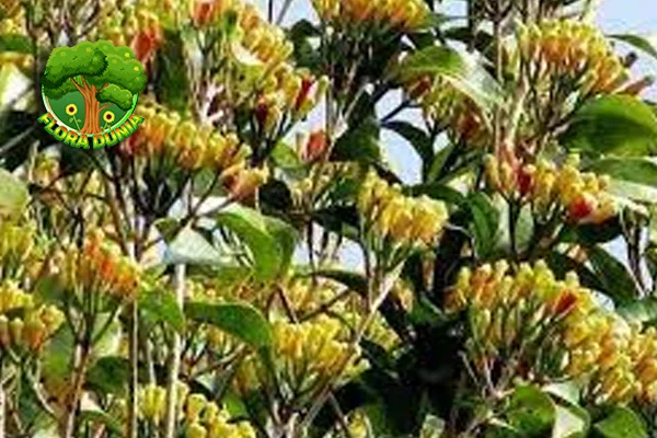 Cengkeh Aroma Timur Memikat Warisan 1985!