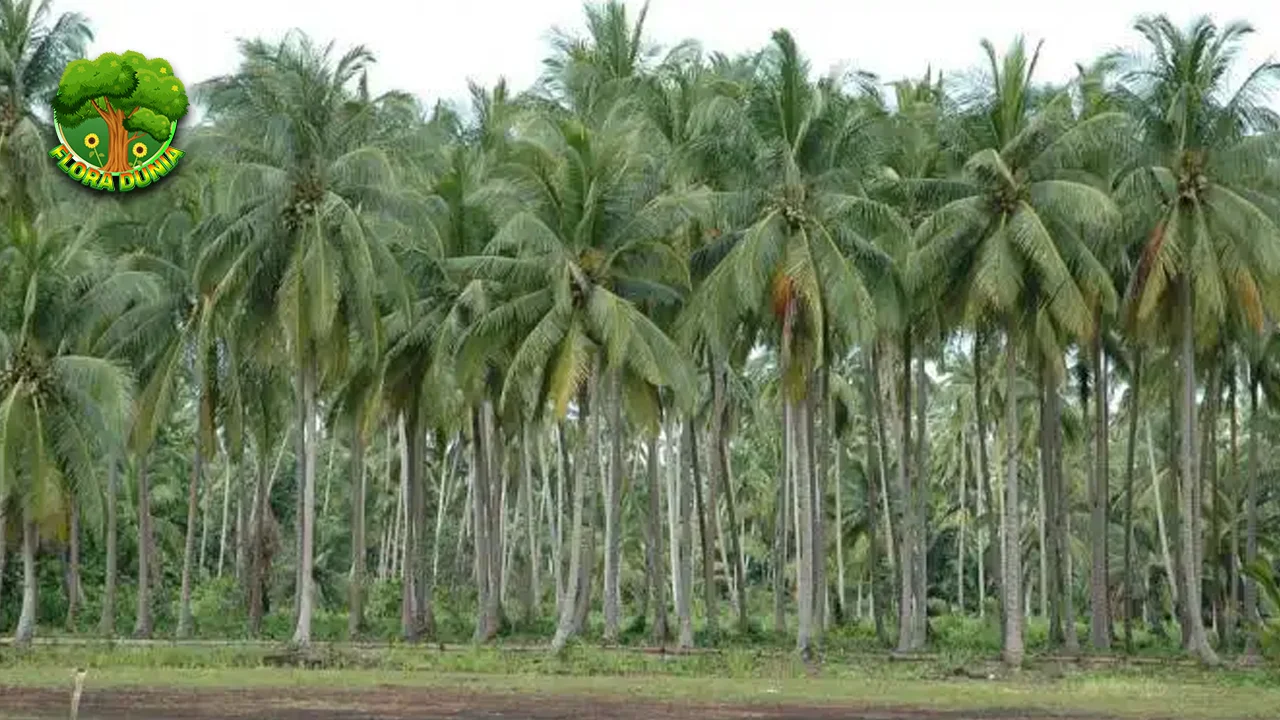 Pohon Kelapa: Serba Guna! Tepi 1 Akar Hingga Daun! 4 Pohon Kelapa: Serba Guna! Tepi 1 Akar Hingga Daun!