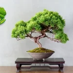 Bonsai 10 Investasi Seni yang Terus Bertumbuh