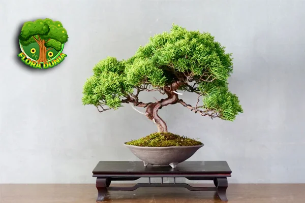 Bonsai 10 Investasi Seni yang Terus Bertumbuh