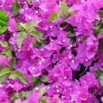 Kembang Kertas 6 Inspirasi Tanpa Batas dari Alam