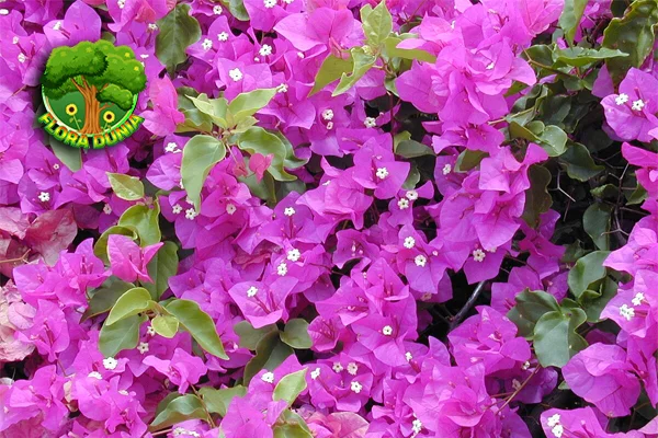 Kembang Kertas 6 Inspirasi Tanpa Batas dari Alam