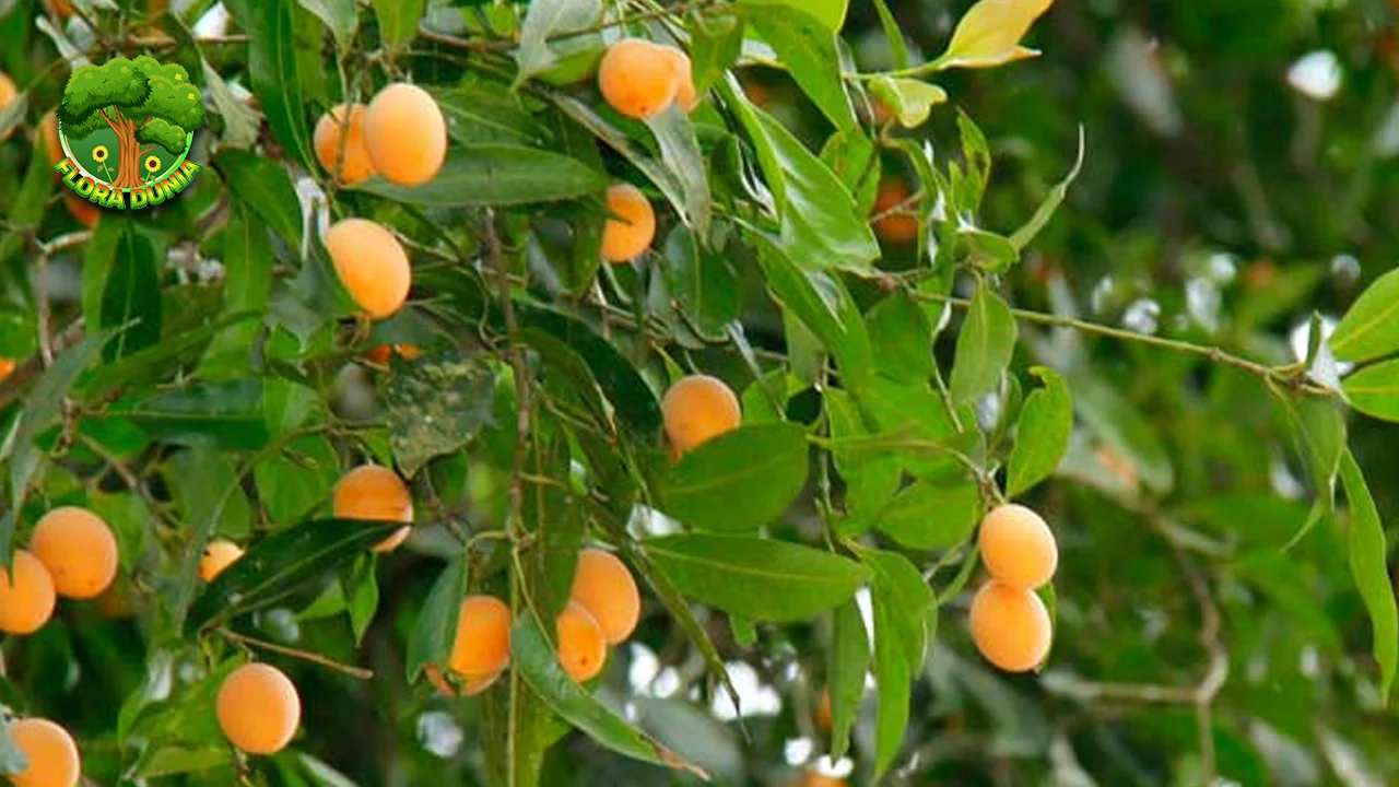 Gandaria Kenalan dengan 1 Buah Asli Indonesia!