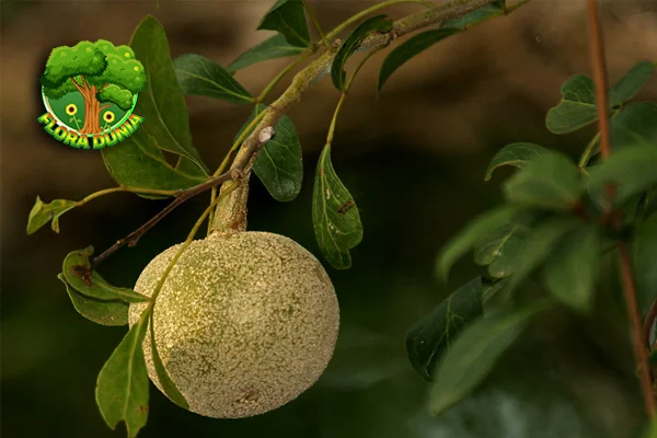 Kawista 7 Sensasi Rasa yang Meledak di Mulut!