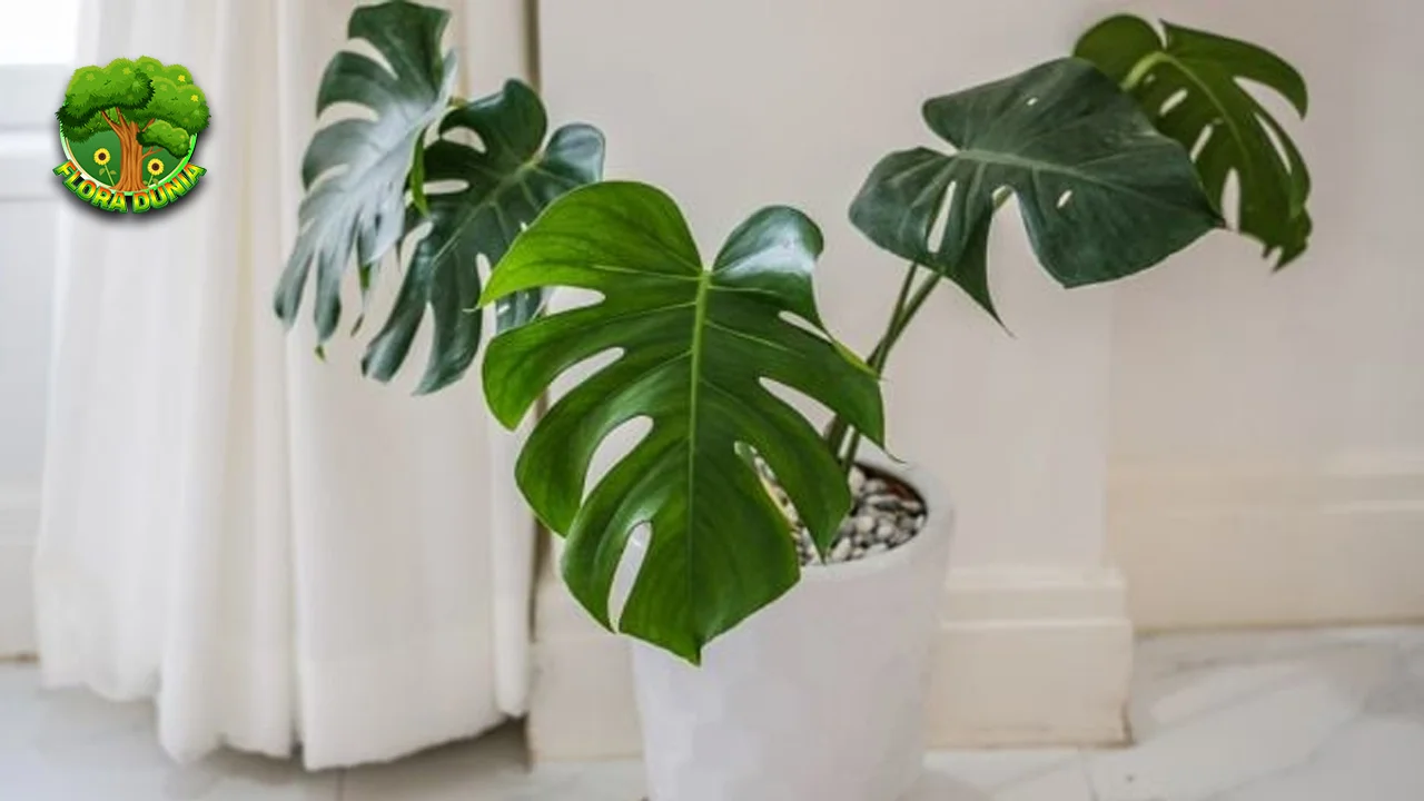 Monstera 12 Investasi Tanaman yang Menguntungkan