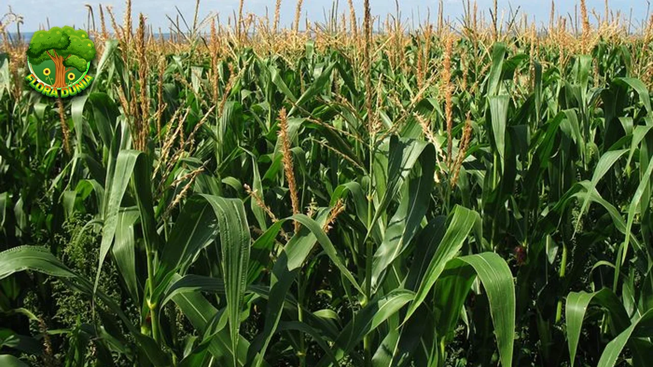 Jagung Kisah Sukses Tanaman Menaklukkan 1000 Dunia