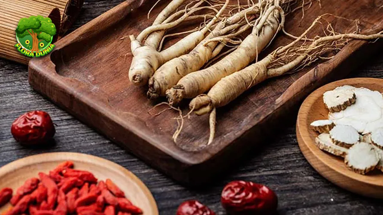 Ginseng Tingkatkan 4 Stamina dan Vitalitas Alami! 2 Ginseng Tingkatkan 4 Stamina dan Vitalitas Alami!