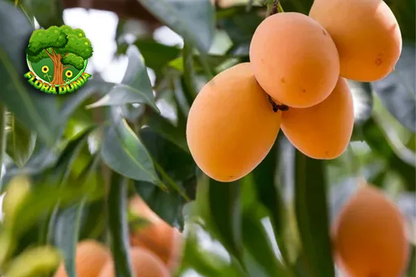 Gandaria Kenalan dengan 1 Buah Asli Indonesia!