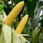 Jagung Kisah Sukses Tanaman Menaklukkan 1000 Dunia
