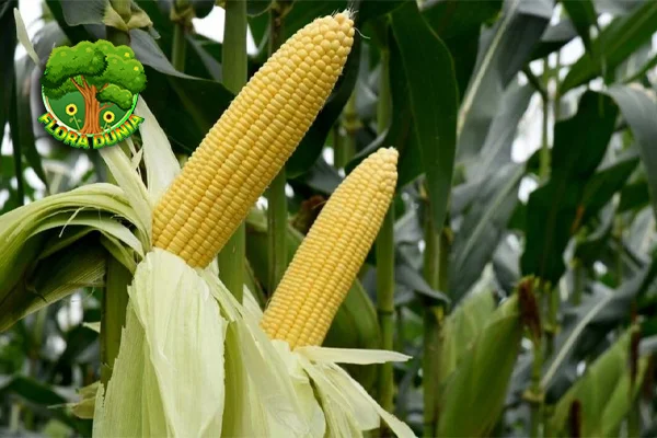 Jagung Kisah Sukses Tanaman Menaklukkan 1000 Dunia