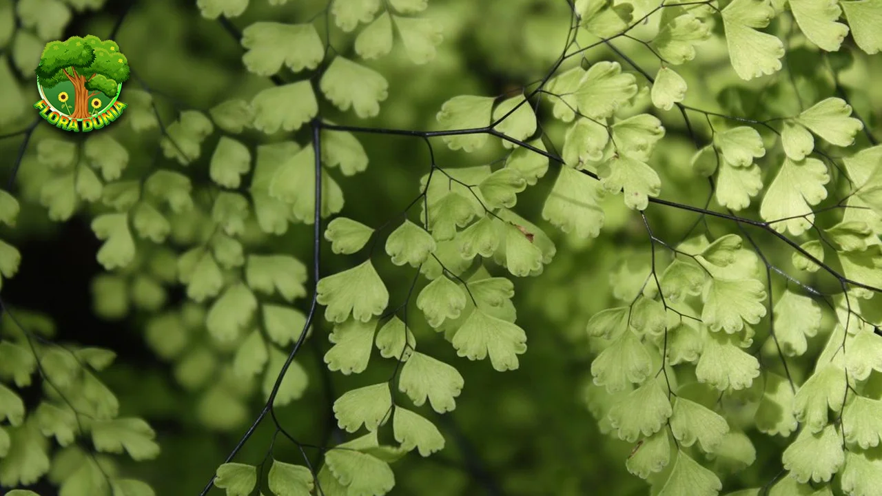Tumbuhan Suplir Juga Baru Jadi 1 Obat Alami, Lho!