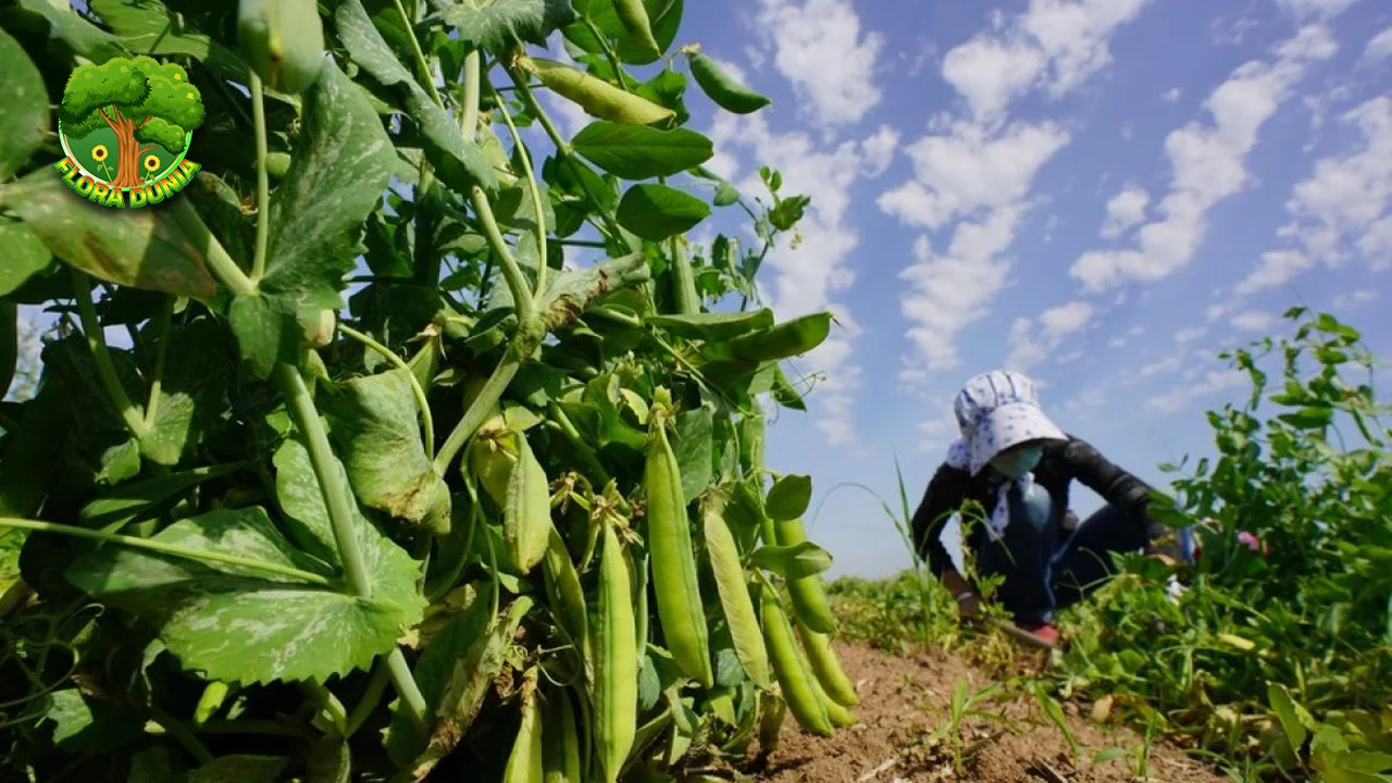 Kacang Polong 1 Makanan Super Sering Kita Abaikan?