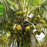 Pohon Kelapa: Serba Guna! Tepi 1 Akar Hingga Daun!