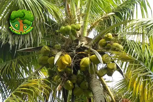 Pohon Kelapa: Serba Guna! Tepi 1 Akar Hingga Daun!