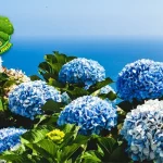 Hydrangea Inspirasi Tanpa Batas untuk Dekorasi 5 Rumah