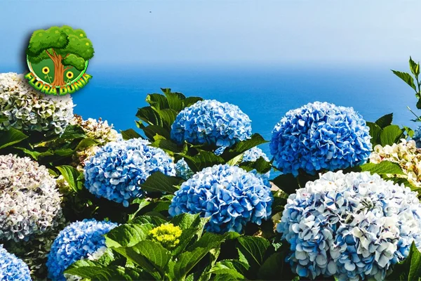 Hydrangea Inspirasi Tanpa Batas untuk Dekorasi 5 Rumah
