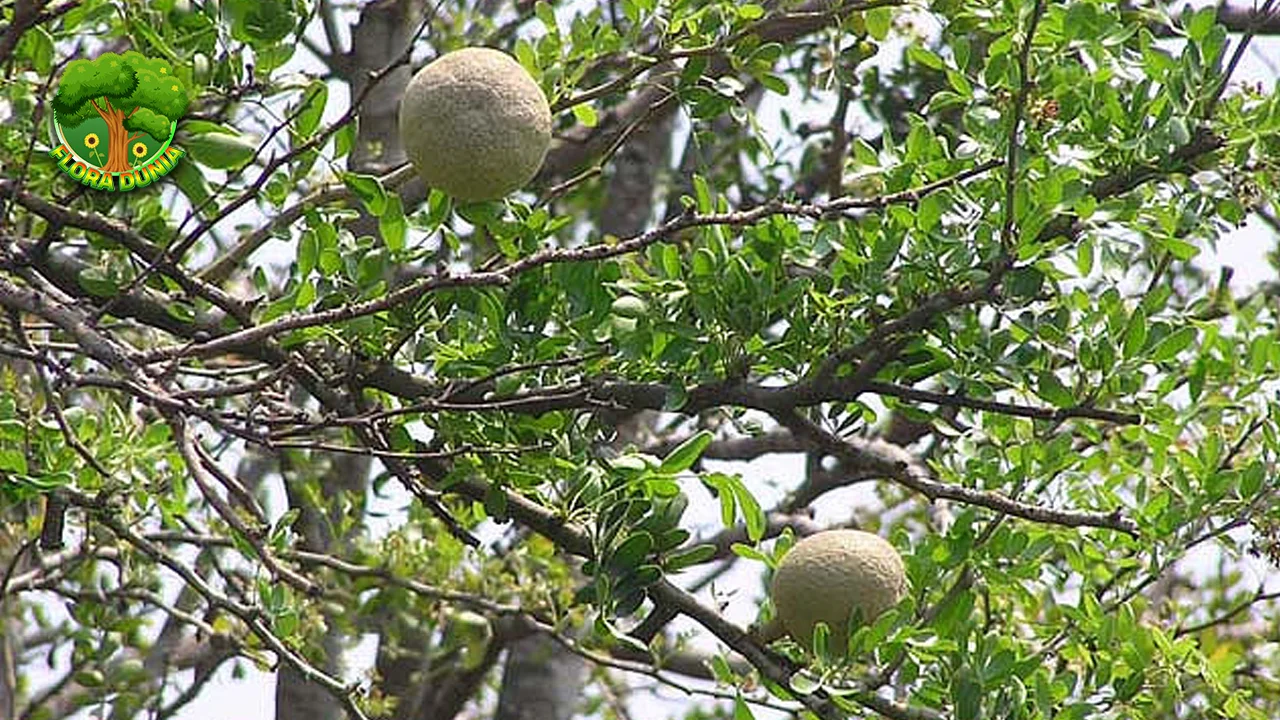 Kawista 7 Sensasi Rasa yang Meledak di Mulut!