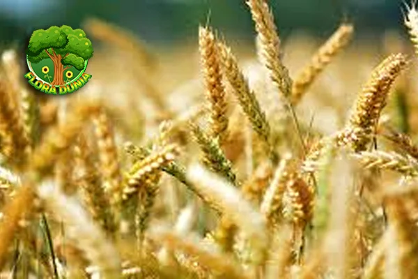 Tumbuhan Gandum 10 Olahan Sumber Energi & Nutrisi