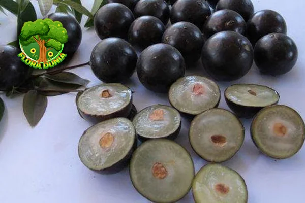 Jabotikaba Buah Eksotis dengan 4 Rasa Manis Unik