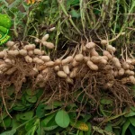 Kacang Tanah Lezat, Bergizi, dan 10 Serbaguna!