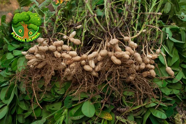 Kacang Tanah Lezat, Bergizi, dan 10 Serbaguna!