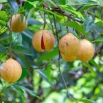 Tumbuhan Pala Tersembunyi dari 77 Kepulauan Rempah