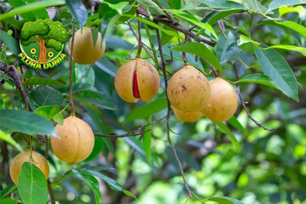 Tumbuhan Pala Tersembunyi dari 77 Kepulauan Rempah