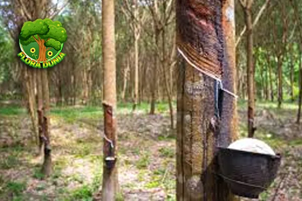 Pohon Karet 4 Investasi Hijau untuk Masa Depan Bumi!