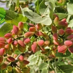 Pohon Pistachio Unik Berumur 5000 Tahun, Kok Bisa?