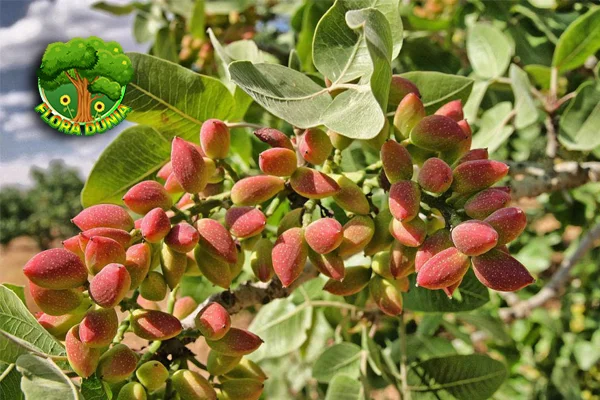 Pohon Pistachio Unik Berumur 5000 Tahun, Kok Bisa?