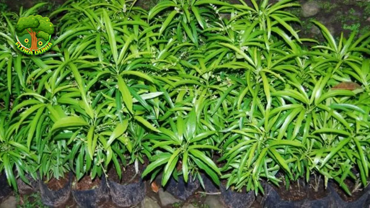 Tumbuhan Zodia 1 Aroma Indah Alami Dibenci Nyamuk