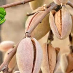 Kacang Almond: Dari 1 Biji Hingga Jadi Susu yang Lezat!
