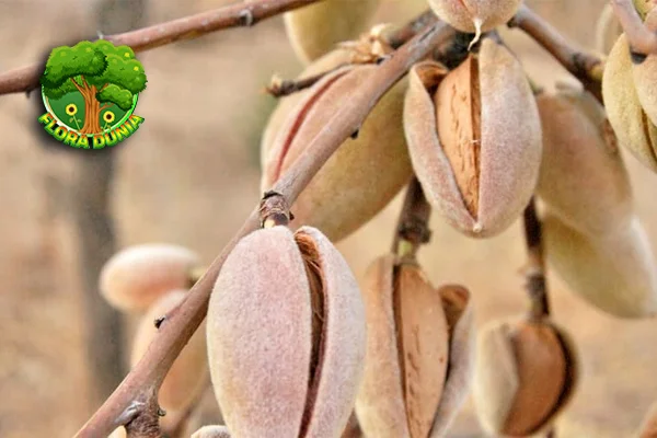 Kacang Almond: Dari 1 Biji Hingga Jadi Susu yang Lezat!