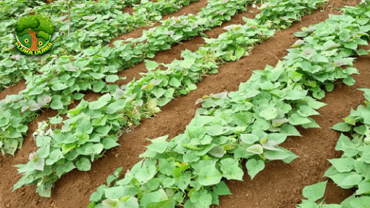 Ubi Jalar 1 Camilan Sehat Pengganti Nasi? Bisa Banget! 2 Ubi Jalar 1 Camilan Sehat Pengganti Nasi? Bisa Banget!