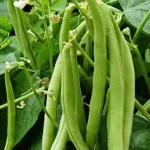 Buncis 20 Sumber Protein Nabati Lezat dan Bergizi!