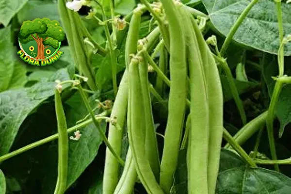 Buncis 20 Sumber Protein Nabati Lezat dan Bergizi!