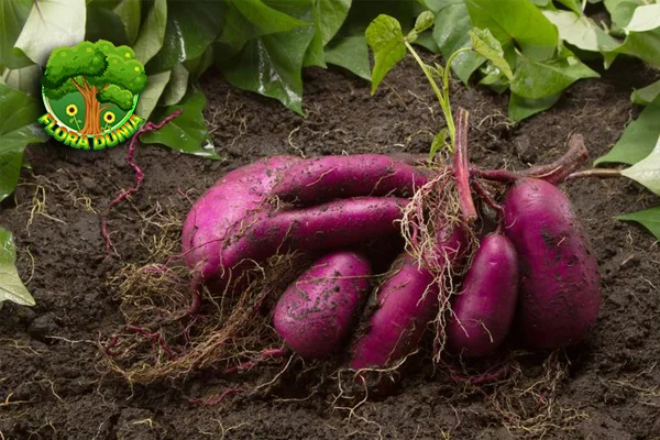 Ubi Jalar 1 Camilan Sehat Pengganti Nasi? Bisa Banget!