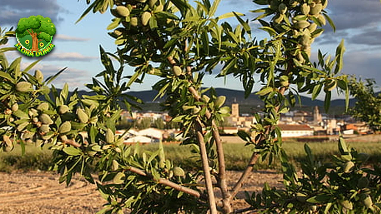 Kacang Almond: Dari 1 Biji Hingga Jadi Susu yang Lezat!