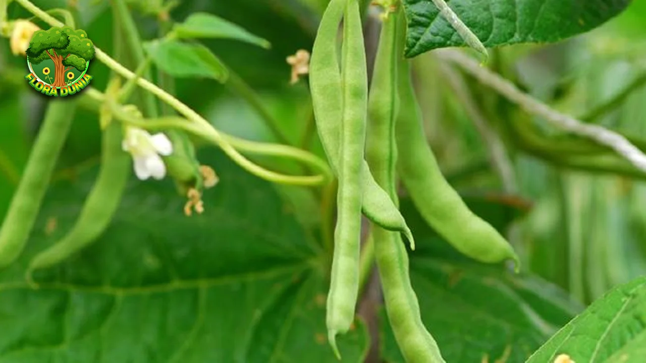 Buncis 20 Sumber Protein Nabati Lezat dan Bergizi!