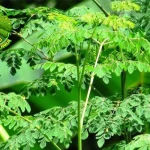 Daun Kelor 4 Obat Herbal Mujarab dalam Penyakit!