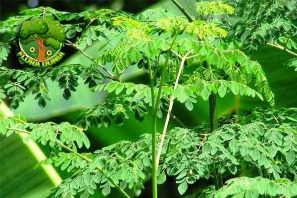 Daun Kelor 4 Obat Herbal Mujarab dalam Penyakit!