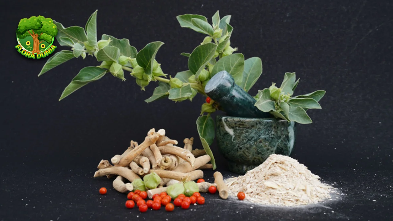 Ashwagandha Obati 2 Insomnia & Dapatkan Tidur Berkualitas! 2 Ashwagandha Obati 2 Insomnia & Dapatkan Tidur Berkualitas!