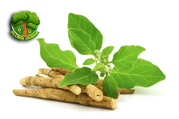 Ashwagandha Obati 2 Insomnia & Dapatkan Tidur Berkualitas!