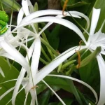 Bakung Bunga Malam Menebarkan 5 Aroma Memikat!