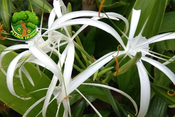 Bakung Bunga Malam Menebarkan 5 Aroma Memikat!