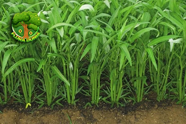 Kangkung Sayuran Sederhana, 50 Manfaatnya Luar Biasa!